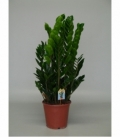 Zamioculcas