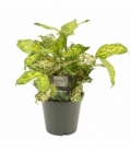 Dracaena