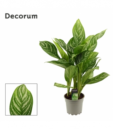 Aglaonema