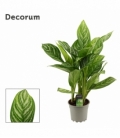 Aglaonema