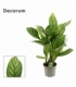 Aglaonema