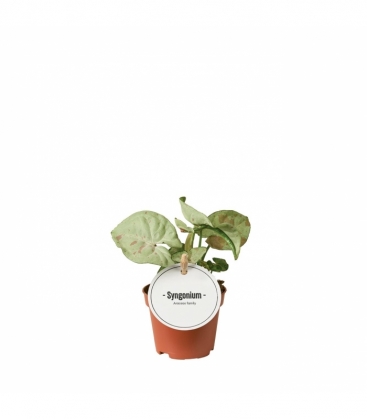 Syngonium