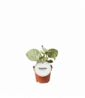 Syngonium