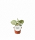 Syngonium