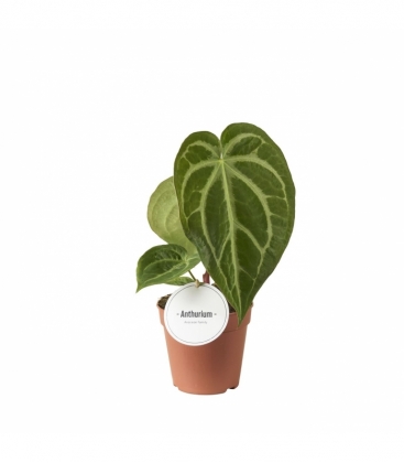 Anthurium