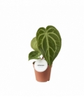 Anthurium