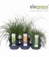 Carex