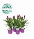 Curcuma