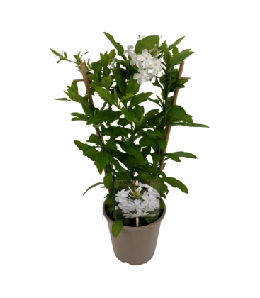Plumbago