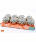 Echeveria