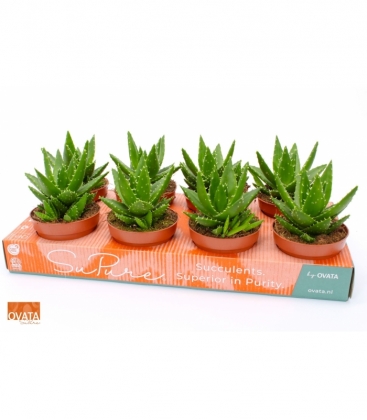 Aloe