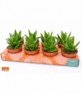 Aloe