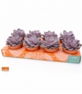 Echeveria