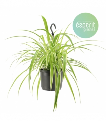 Chlorophytum