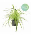 Chlorophytum