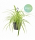 Chlorophytum