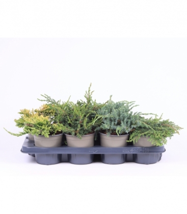 conifers