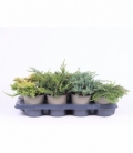conifers