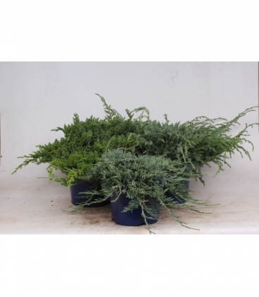 conifers