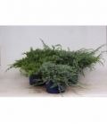conifers