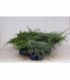 conifers