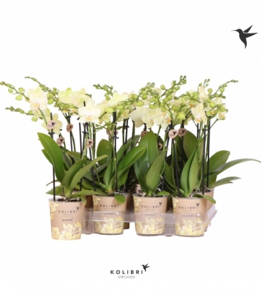 Phalaenopsis