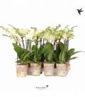 Phalaenopsis