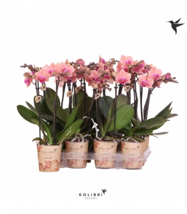 Phalaenopsis