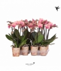 Phalaenopsis
