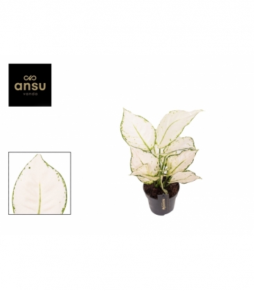 Aglaonema