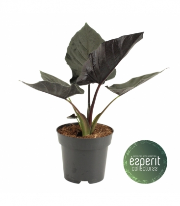 Alocasia