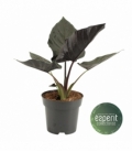 Alocasia