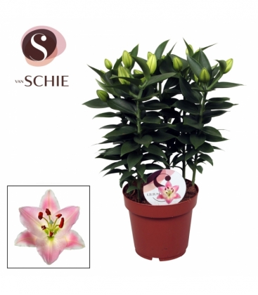 Lilium