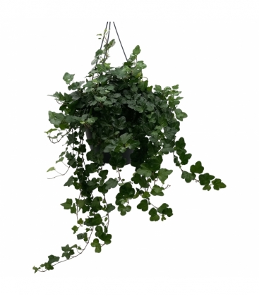 Hedera