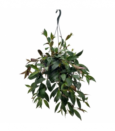 Aeschynanthus