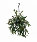 Aeschynanthus