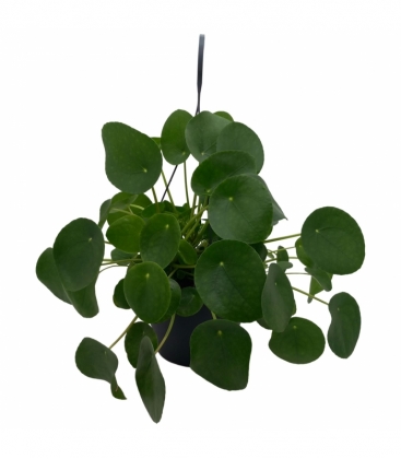 Pilea