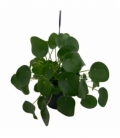 Pilea