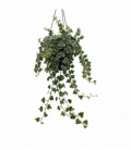 Hedera
