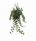 Hedera