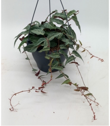 Parthenocissus