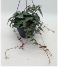 Parthenocissus