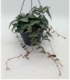 Parthenocissus