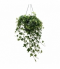 Hedera