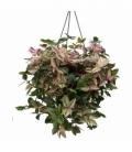 Tradescantia