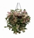 Tradescantia