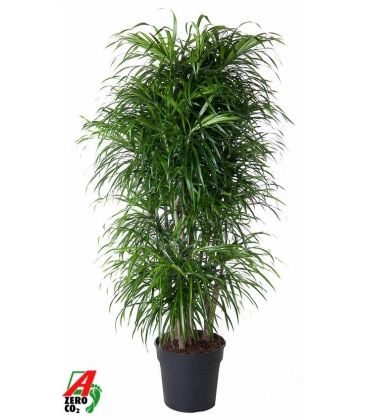 Dracaena