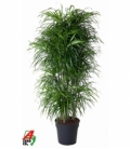 Dracaena