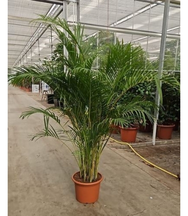 Dypsis