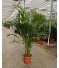 Dypsis